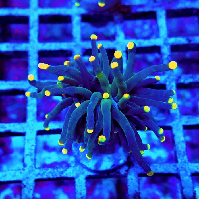 Euphyllia Dark Yellow Tips Torch