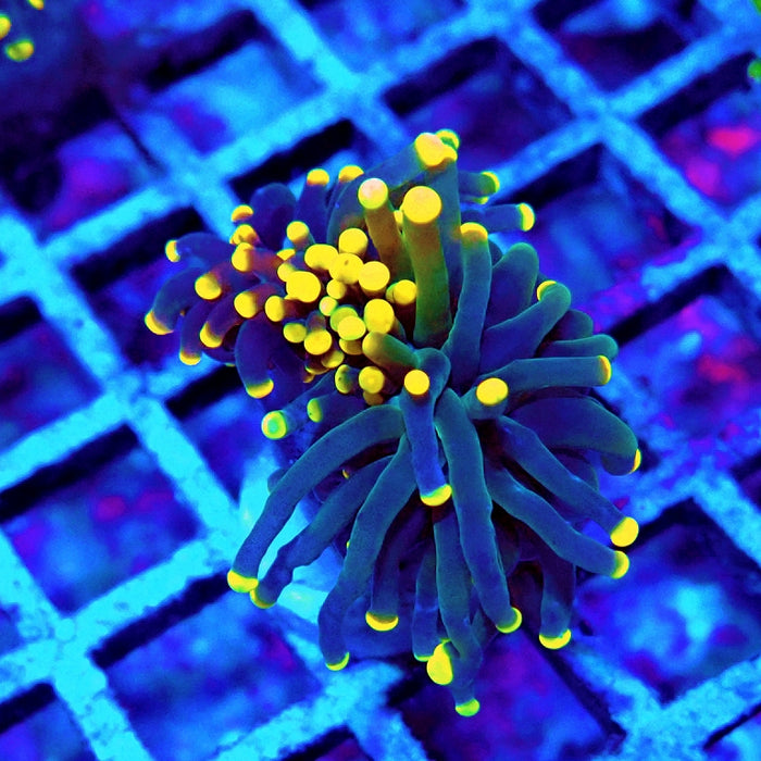 Euphyllia Dark Yellow Tips Torch
