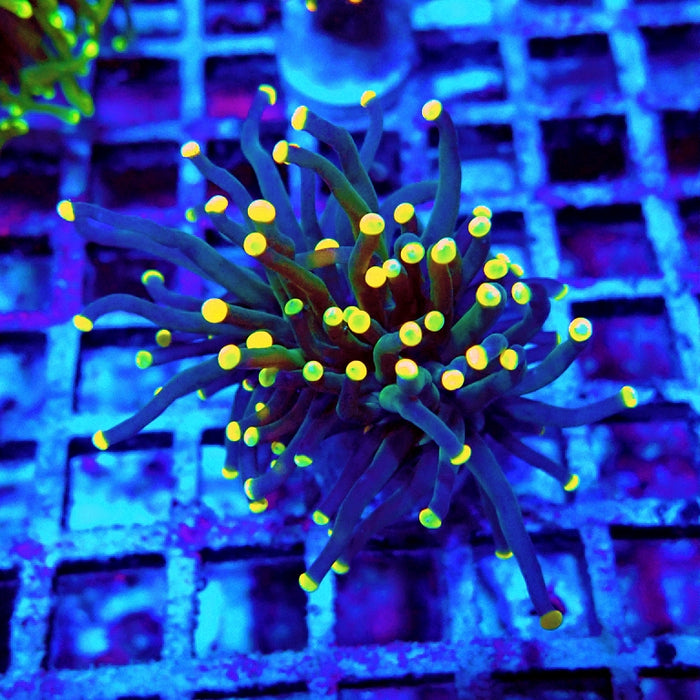 Euphyllia Dark Yellow Tips Torch
