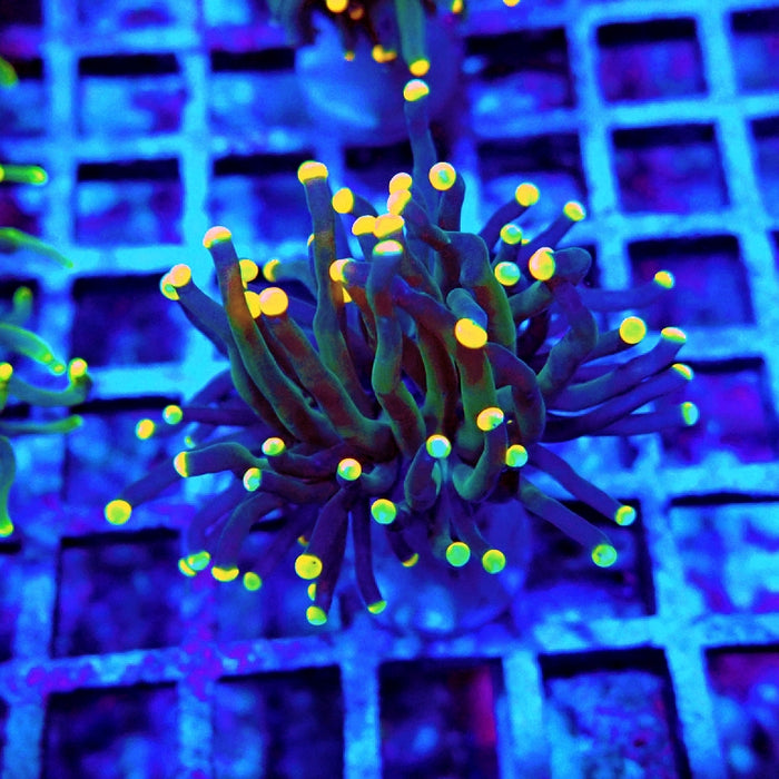 Euphyllia Dark Yellow Tips Torch