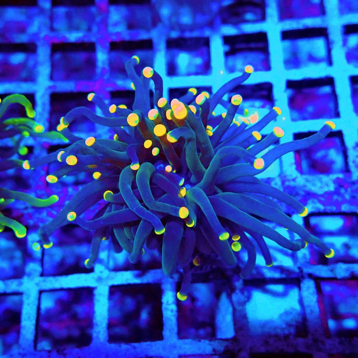 Euphyllia Dark Orange Tips Torch