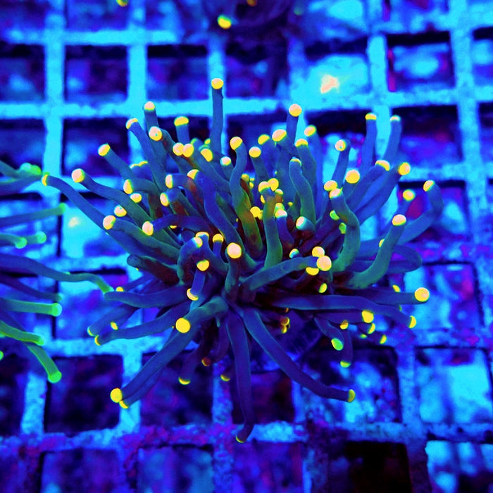 Euphyllia Dark Yellow Tips Torch