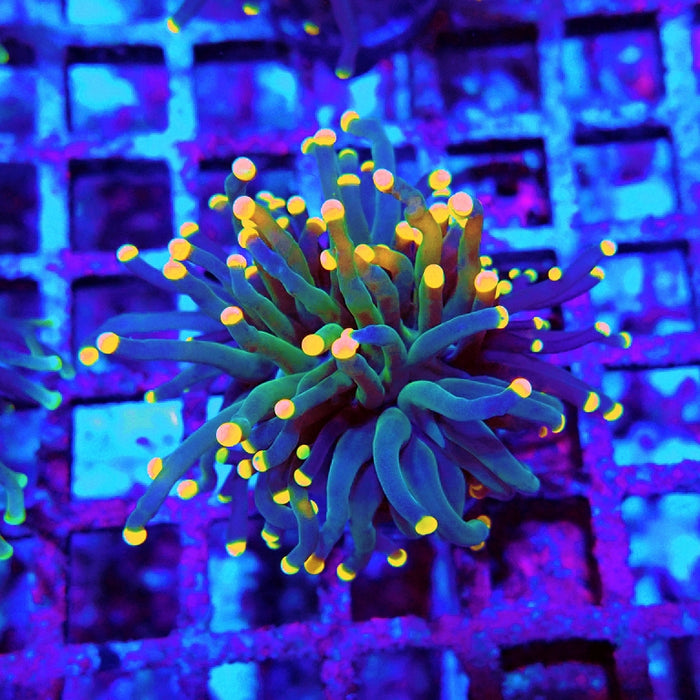 Euphyllia Dark Orange Tips Torch
