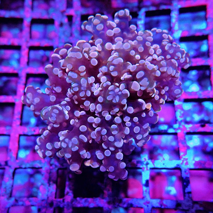 Euphyllia Pink Branch Frogspawn