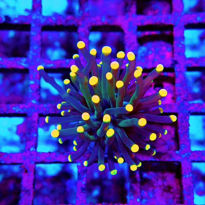Euphyllia Dark Orange Tips Torch