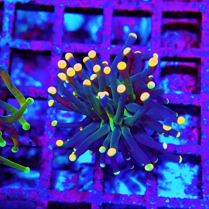 Euphyllia Dark Orange Tips Torch