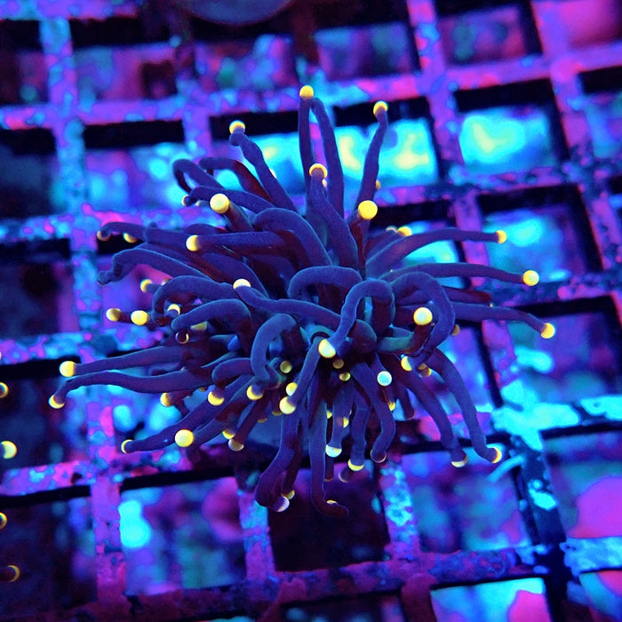Euphyllia Pure Dark Orange Tips Torch
