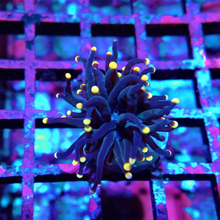 Euphyllia Pure Dark Orange Tips Torch