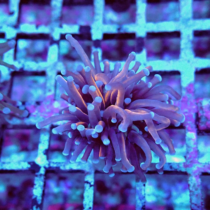 Euphyllia Gold Blue Tips Torch (Not Colored)