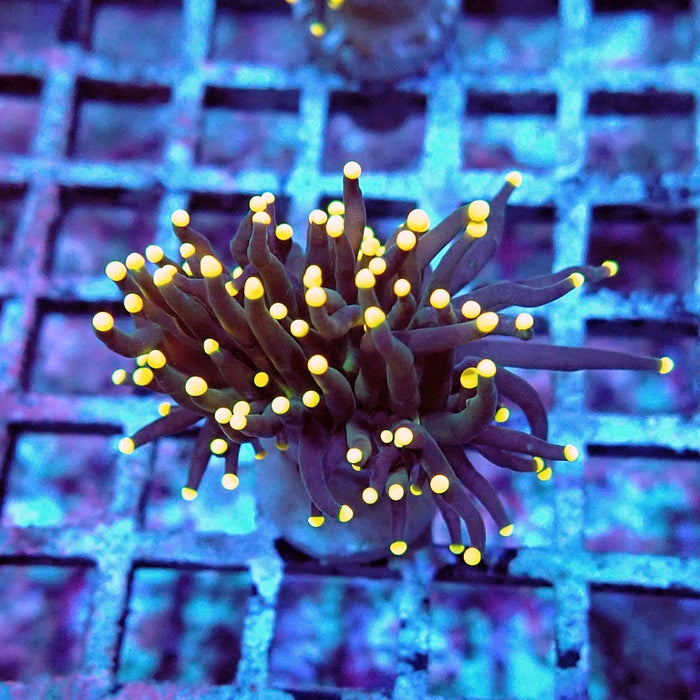 Euphyllia Dark Orange Tips Torch