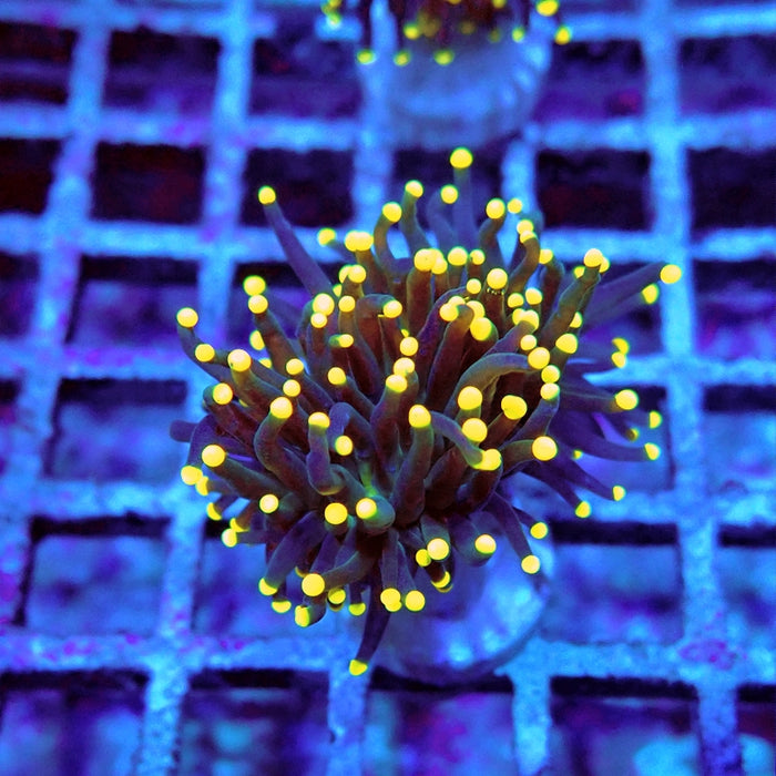 Euphyllia Dark Yellow Tips Torch