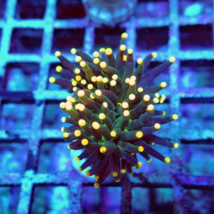 Euphyllia Dark Yellow Tips Torch