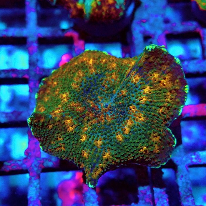 Discosoma Ultra Grade