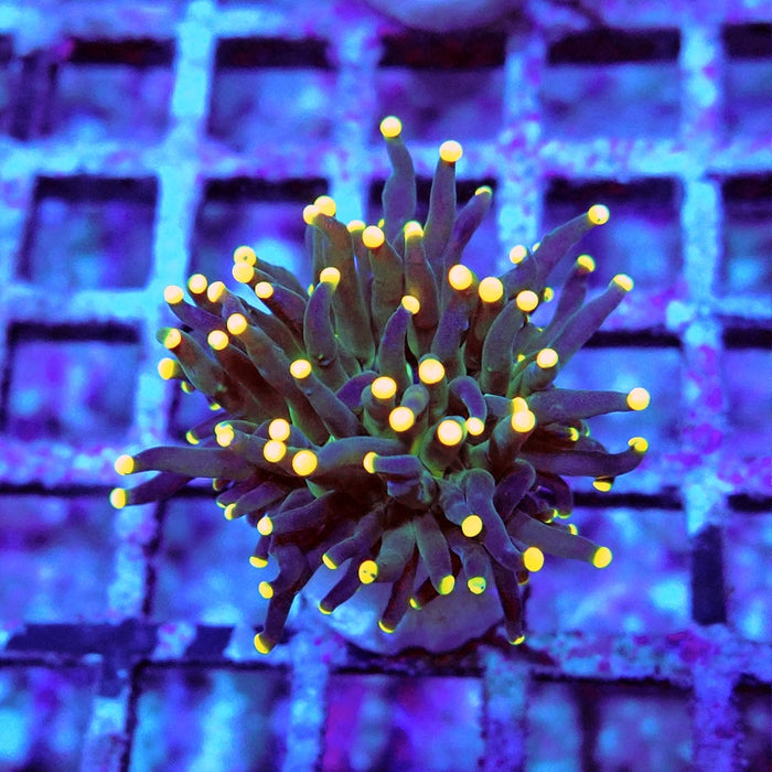 Euphyllia Dark Yellow Tips Torch
