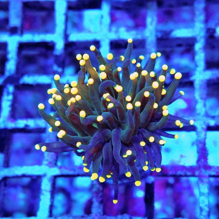 Euphyllia Dark Yellow Tips Torch