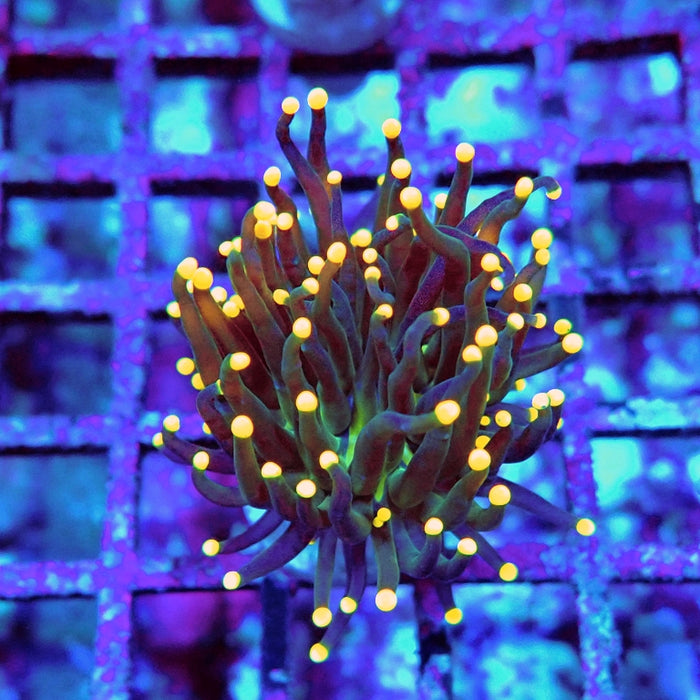 Euphyllia Dark Orange Tips Torch