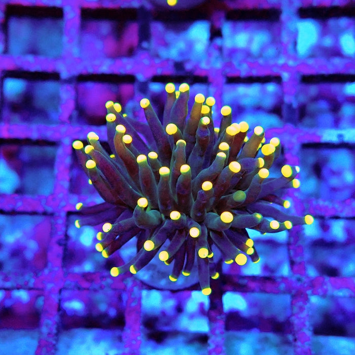 Euphyllia Dark Yellow Tips Torch