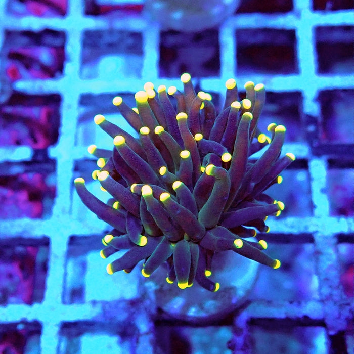 Euphyllia Dark Yellow Tips Torch