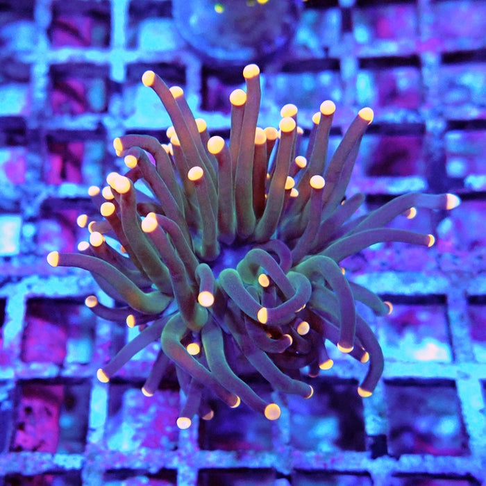 Euphyllia Dark Orange Tips Torch