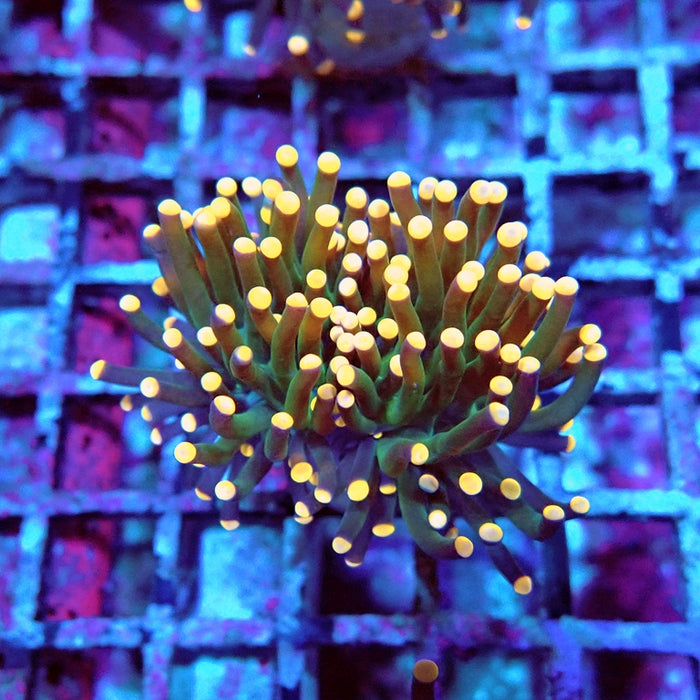Euphyllia Dark Orange Tips Torch