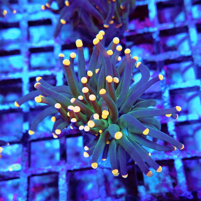Euphyllia Dark Orange Tips Torch