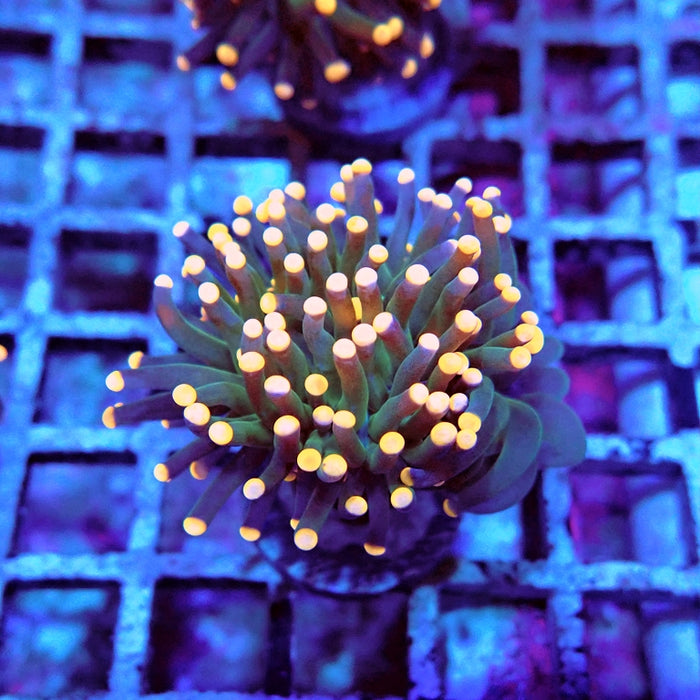 Euphyllia Dark Orange Tips Torch