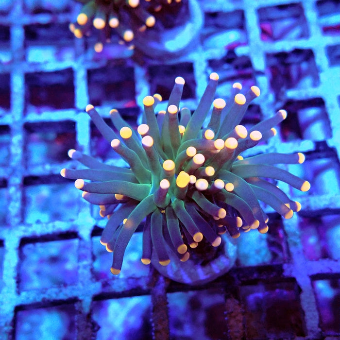 Euphyllia Dark Orange Tips Torch