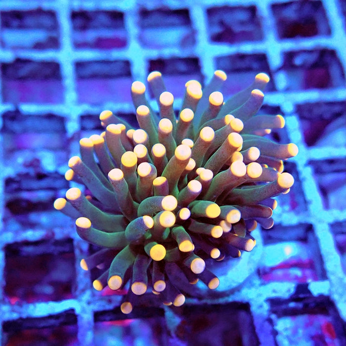 Euphyllia Dark Orange Tips Torch