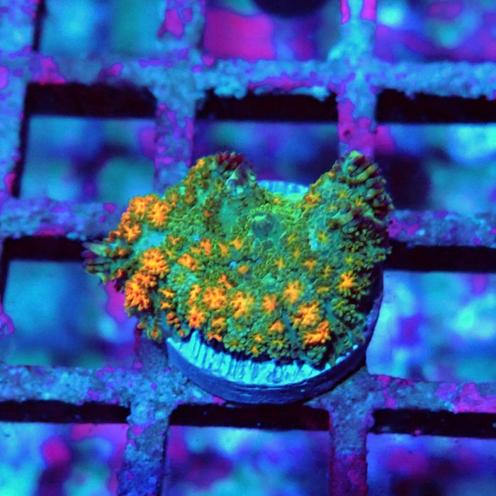 Rodactis Fuzzy Rainbow Ultra