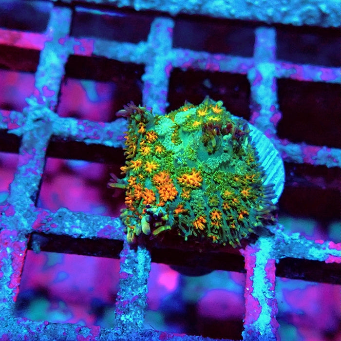 Rodactis Fuzzy Rainbow Ultra