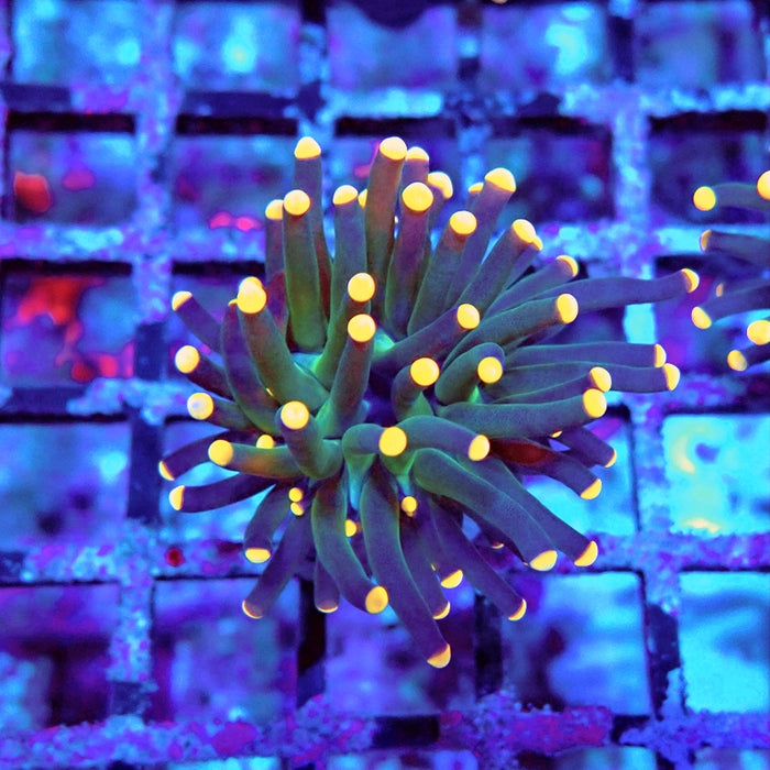 Euphyllia Dark Orange Tips Torch