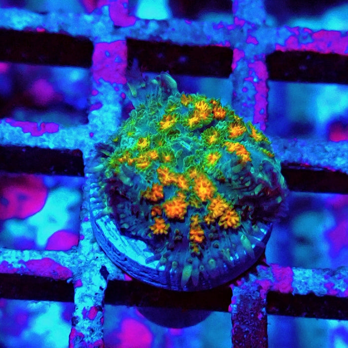 Rodactis Fuzzy Rainbow Ultra
