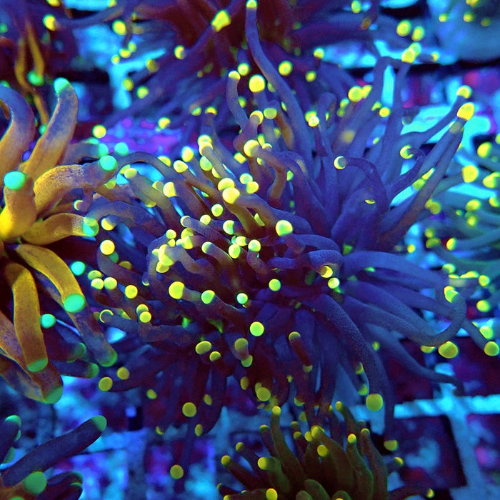 Euphyllia Alien Eye Torch