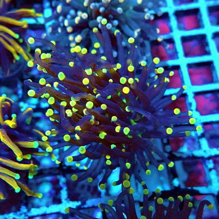 Euphyllia Alien Eye Torch