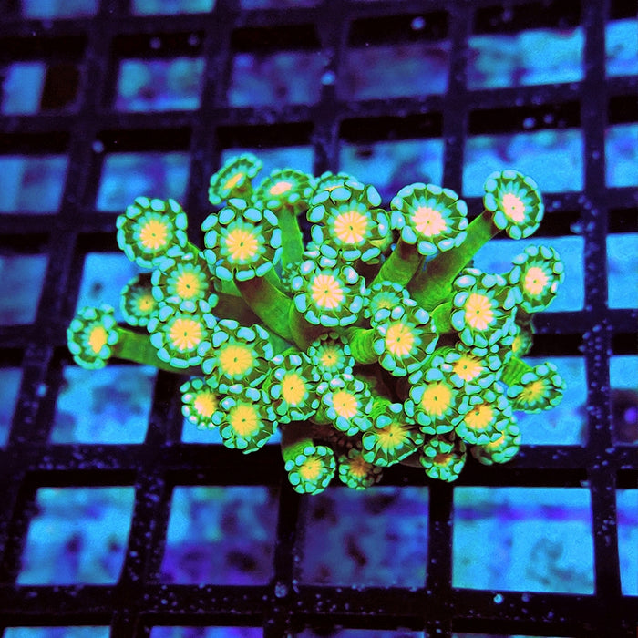 Alveopora Super Green Orange Middle Long Polyps