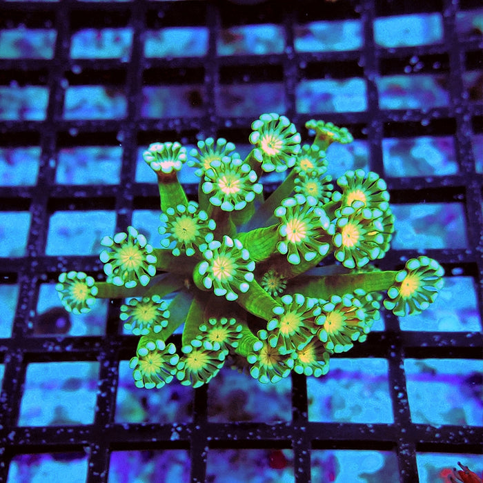 Alveopora Super Green Orange Middle Long Polyps
