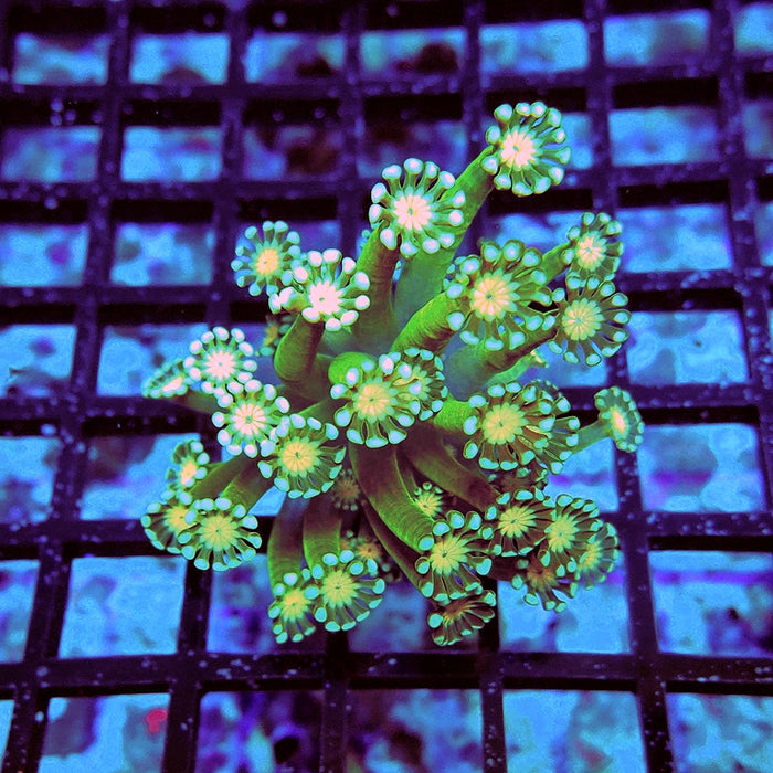 Alveopora Super Green Orange Middle Long Polyps