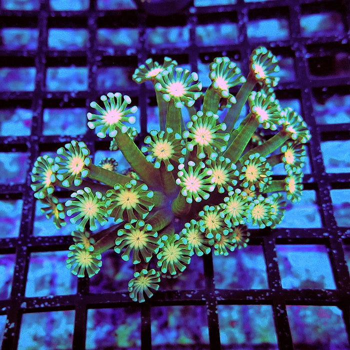 Alveopora Super Green Orange Middle Long Polyps