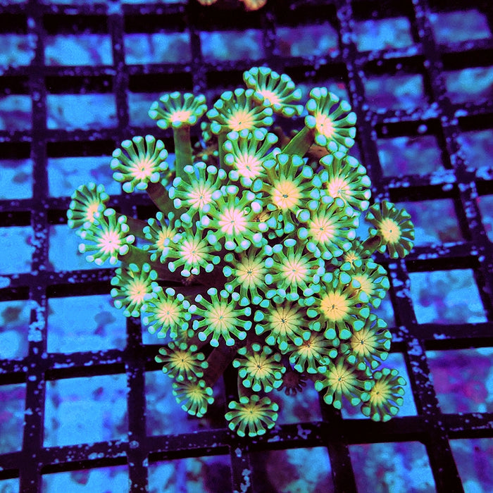 Alveopora Super Green Orange Middle Long Polyps
