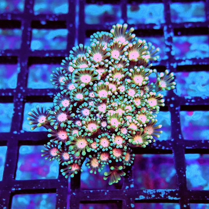 Alveopora Pink Middle