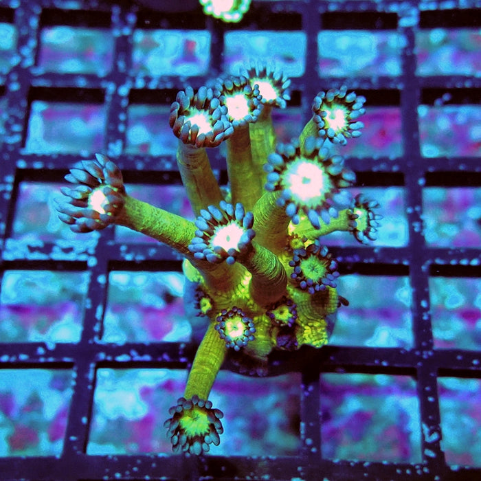 Goniopora Fake Glitter Contrast Long Polyps
