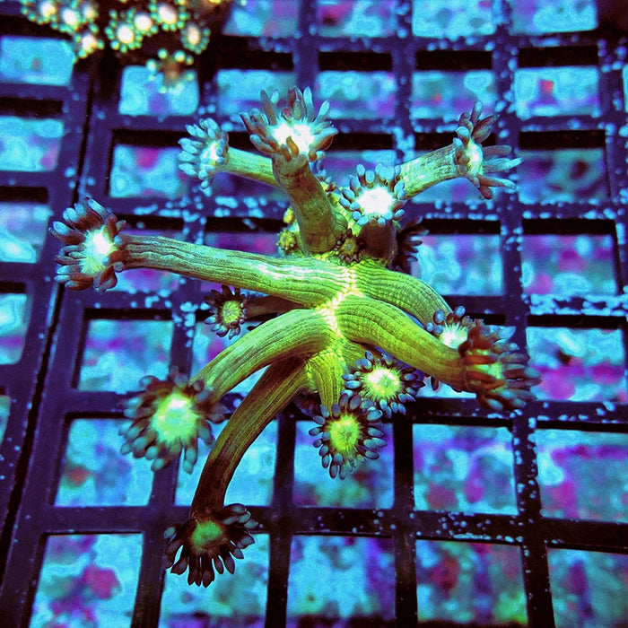 Goniopora Fake Glitter Contrast Long Polyps