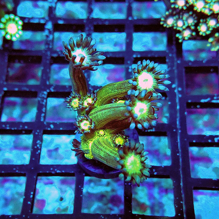 Goniopora Fake Glitter Contrast Long Polyps