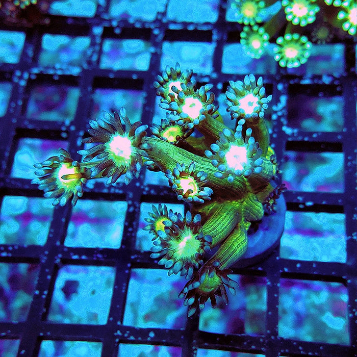 Goniopora Fake Glitter Contrast Long Polyps