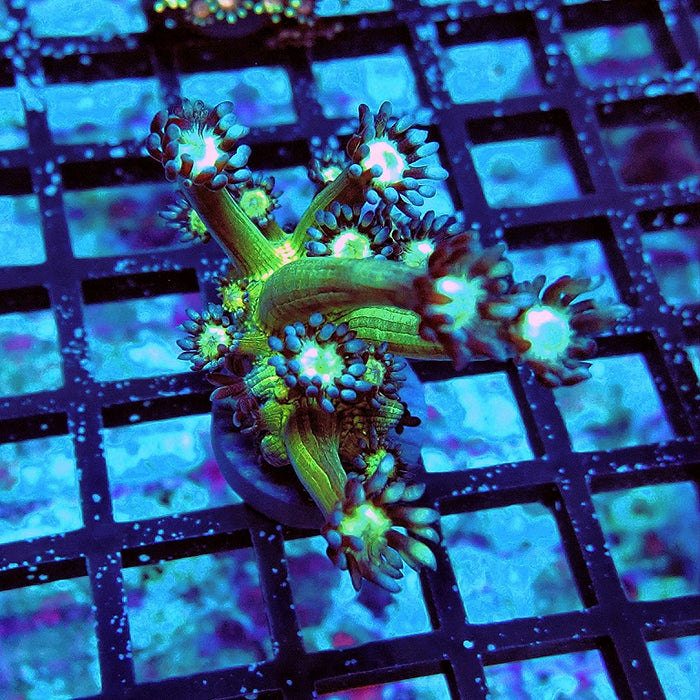 Goniopora Fake Glitter Contrast Long Polyps
