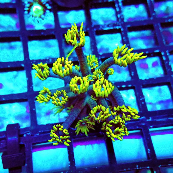 Goniopora Super Contrast Yellow Tips Long Polyps