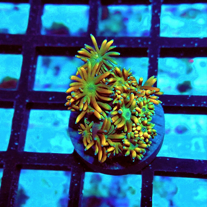 Goniopora Unique Ultra RAR