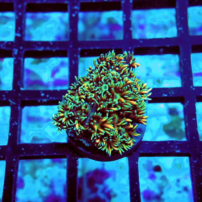 Goniopora Unique Ultra RAR
