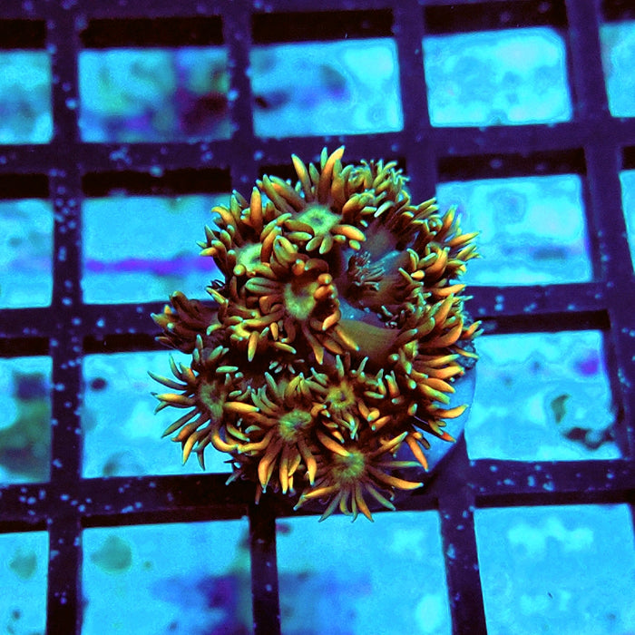 Goniopora Unique Ultra RAR