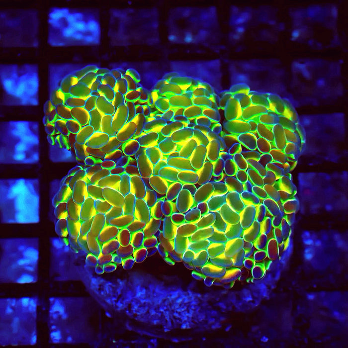Euphyllia Hologram Branch Hammer Colony
